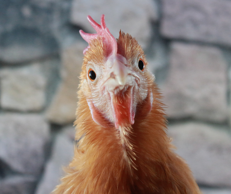 Illustratie van septic tank om stankproblemen en misverstanden uit te leggen