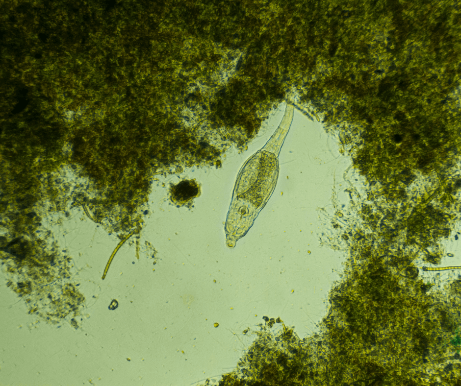 Schema van de processen in een IBA-systeem, zoals bezinking en beluchting