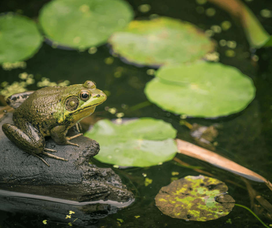 Documenten en rapporten over IBA-systemen en waterzuivering